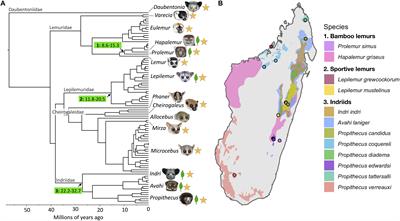 Molecular Adaptation to Folivory and the Conservation Implications for Madagascar’s Lemurs